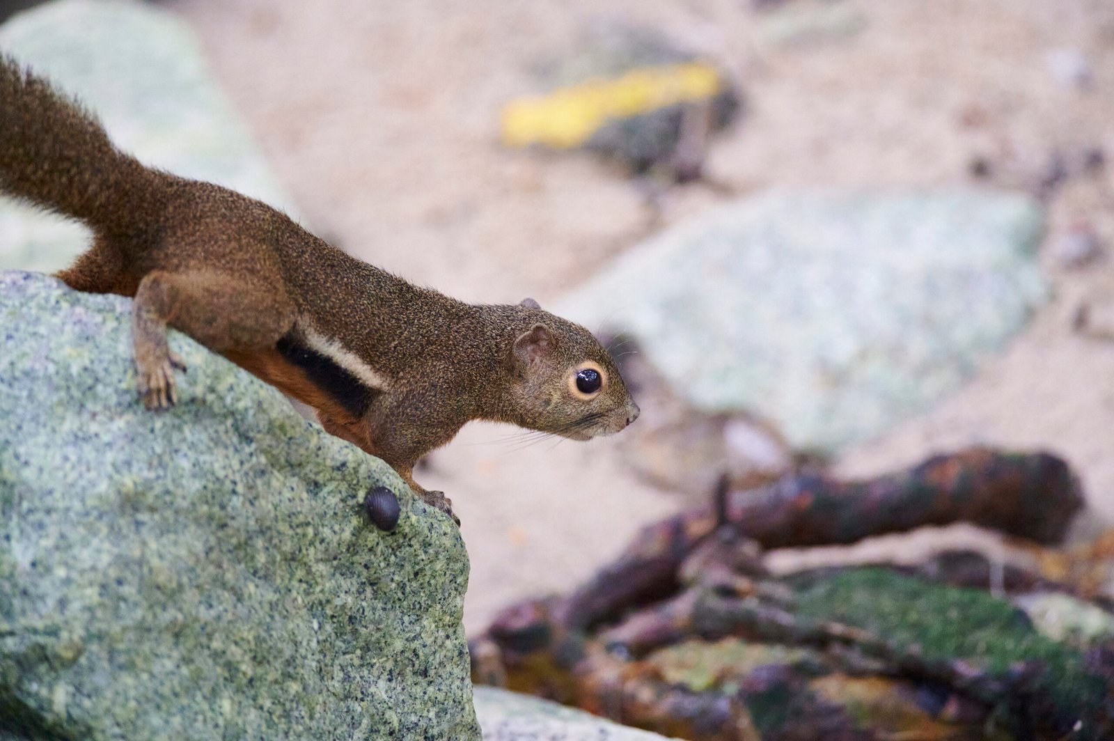 shot on trhe 300mm f4D with the Nikon Z50, squirrel