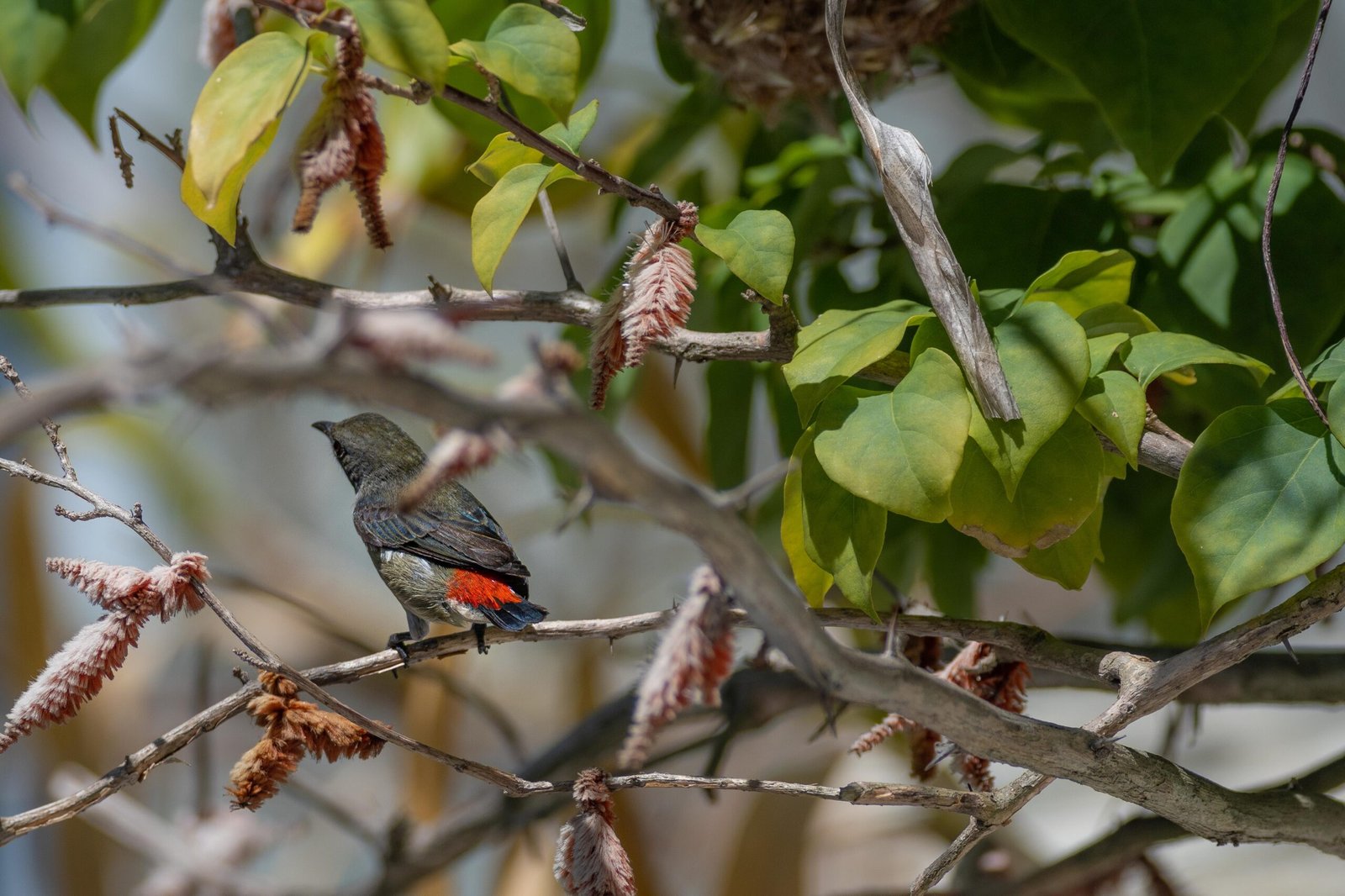 scarlet backed flower pecker shot on nikon z50 using 300mm f4