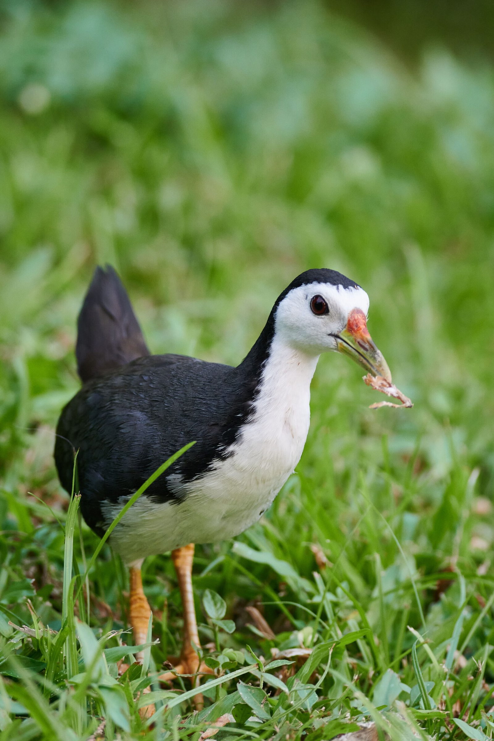 shot on trhe 300mm f4D with the Nikon Z50, white breasted waterhen