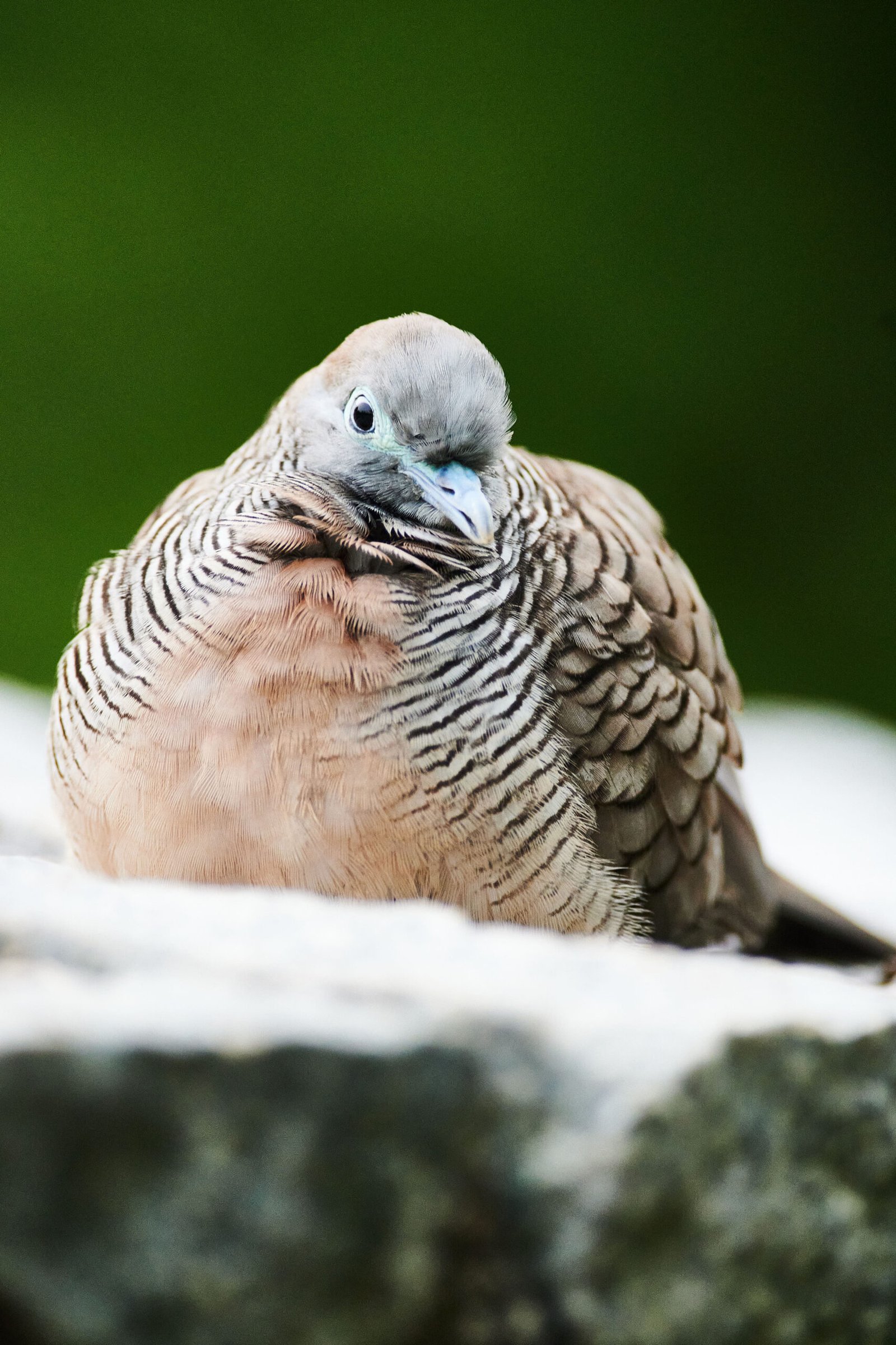 shot on trhe 300mm f4D with the Nikon Z50, spotted dove